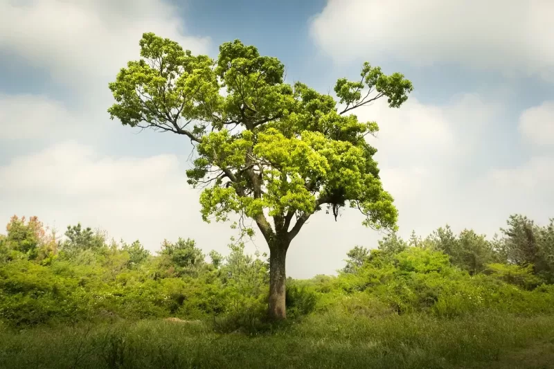 Importância de Plantar Árvores